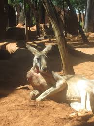 Sydney Wildlife Centre Australia Animals Animals Beautiful Cute Animal Pictures