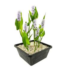 Image result for Pontederia