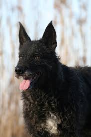 De oorsprong ligt op het platteland. Der Erstgeborene Hollandse Herder Rauhaar Deutschland Foto Bild Tiere Haustiere Hunde Bilder Auf Fotocommunity