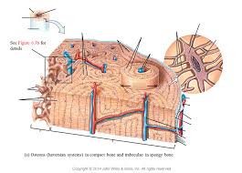A piece of material, such as metal or wood, thick at one edge and tapered to a thin edge at the other. Compact Bone Microanatomy Diagram Diagram Quizlet