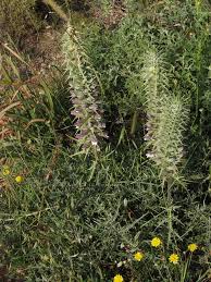 Image result for Sclerochiton hirsutus