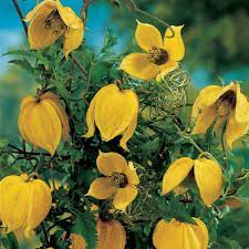 Check spelling or type a new query. Perennial Vines Vines Climbers Twiners U Of I Extension