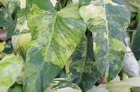 Philodendron Domesticum Hastatum Variegatum Climbing Plants Philodendron Plants