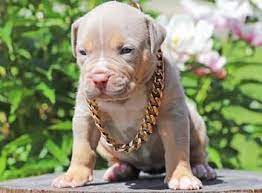 Pitbull Puppies Big Pups Xl Blue American Pitbull Terrier Puppy Pitbull Terrier Puppies American Pitbull Puppies