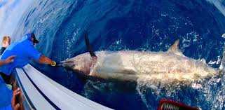 Commonly searched for in struisbaai. 15th Two Oceans Marlin Tournament In Struisbaai Chas Everitt Cape Agulhas