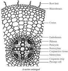 1460 Structure Of Dicotyledonous Root Homework Help 1 Jpg Plant Science Science Biology Apologia Biology
