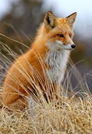 From 500px Animals Beautiful Most Beautiful Animals Animals