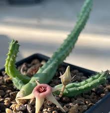 Image result for Huernia procumbens