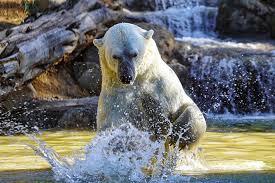 Et bien sûr le zoo de la flèche participe à plusieurs programmes de sauvegarde des espèces menacées. Le Zoo De La Fleche Propose Une Retrospective De Sa Saison 2020 Et Une Projection Pour 2021 Tendancehotellerie