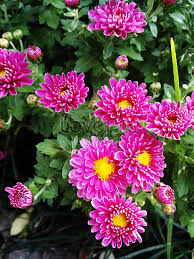 Rose png | flower images: Beautiful Flowers Photo Image Picture Free Download 500726479 Lovepik Com