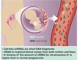 Using only maternal blood samples and paternal swab samples. Dna Tests While Pregnant