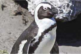 A penguin, a flightless bird adapted to water and ice. Black Footed Penguin Wild Republic