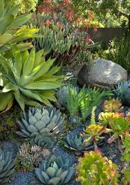 Grace Design Associates Inc Succulents Drought Tolerant Garden Succulent Garden Landscape