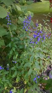 Image result for Lobelia uliginosa