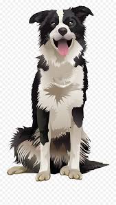 Check spelling or type a new query. Tshirt Border Collie Blue Heeler Mix Png Border Collie Png Free Transparent Png Images Pngaaa Com