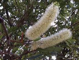 Image result for Cunonia capensis