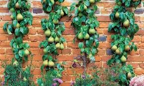 In today's episode, we will look into some important gardening tips and tricks on successfully growing fruit trees in containers. Garden Designing With Fruit Containers