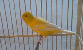 Check spelling or type a new query. Harga Burung Kenari Lokal Terbaru September 2020 Terlengkap