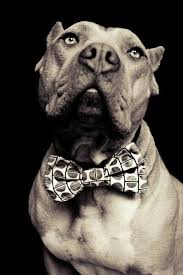 Pin By Original Sock Dogs Custom Pe On Chien Pitbulls Pitbull Terrier American Pitbull Terrier