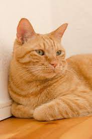 Https Www Facebook Com Pg Dougmark Productions 1845310815736740 About Orange Tabby Cats Cute Cats And Dogs Orange Cats