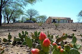 Maybe you would like to learn more about one of these? A Seca E A Arides Do Sertao Nordestino Mostra O Colorido Das Suas Bromelias Do Terreno Semiarido Do Sertao Do Nordeste Brasileiro Blog De Rocha