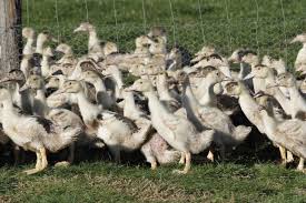 Plusieurs souches de virus entraînant des grippes aviaires ont été découvertes chez des animaux en chine, mais les épidémies massives. Un Foyer De Grippe Aviaire Detecte En Haute Savoie L Elevage Concerne Euthanasie Actu Grenoble