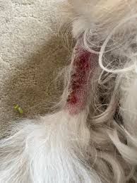 Image result for hotspot dogs