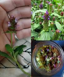 Image result for Thamnosma rhodesica