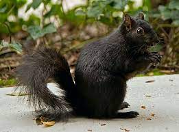 Black Squirrel Wikipedia The Free Encyclopedia Black Squirrel Melanistic Animals Albino Animals