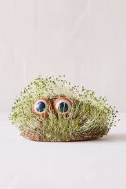 Mini Lil Blob Friend Chia Pet Chia Pet Gardening For Kids Diy Stuffed Animals