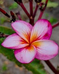 Image result for Plumeria rubra