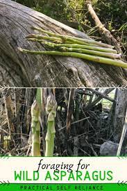Adventures In Stalking Wild Asparagus Asparagus Spring Grass Wild Edibles