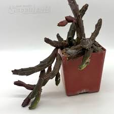 Image result for Tricalysia schliebenii