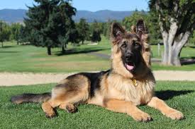 We did not find results for: Go Rogue Dog Training Center Llc Serving The Rogue Valley Oregon