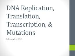 Dna Replication Translation Transcription Protein