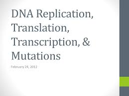 dna replication translation transcription protein