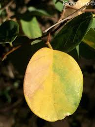 Image result for Pseudolachnostylis maprouneifolia