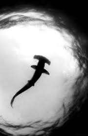 Black And White Hammerhead Shark Tattoo Leebo Freeman Official Shark Silhouette Hammerhead Tattoo Hammerhead Shark Tattoo