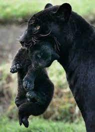fekete parduc kepek google search wild animals pictures animals wild animals beautiful