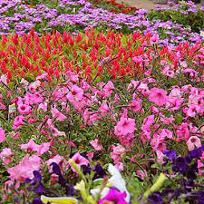 Flowers for sale at home depot. Home Depot Near Me Flowers Home Decor