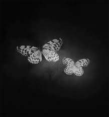 How to make a gif of a butterfly? Blacka Nd White Borboletas Gif On Gifer By Broadwind