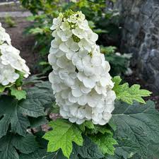 Image result for Hydrangea quercifolia