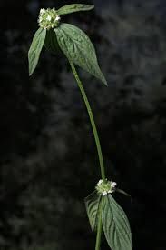 Image result for Spermacoce latituba