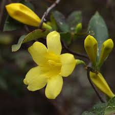 Image result for Gelsemiaceae