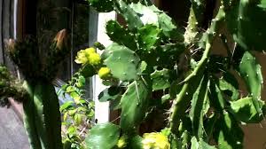 Have had this plant for many years and appears to be perfectly happy summer and winter as potted. Brasiliopuntia Brasiliensis Cactus With Yellow Flowers And Buds June 2015 Youtube