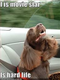 Movie Star Funny Animals Movie Stars Dogs Of The World