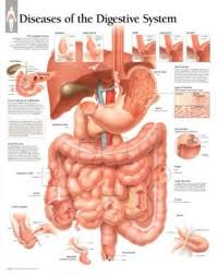 Laminated Diseases Of Digestive System Educational Chart
