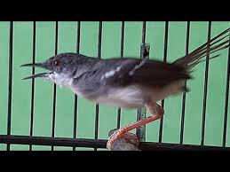 See more of ciblek kristal on facebook. Suara Burung Ciblek Kristal Fighter