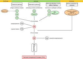 Image result for Complement Pathway