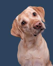 Elke Vogelsang On Instagram Ten Months Ten Different Models What An Exciting Year With Fabulous Models Her Dog Portrait Photography Dog Portraits Labrador
